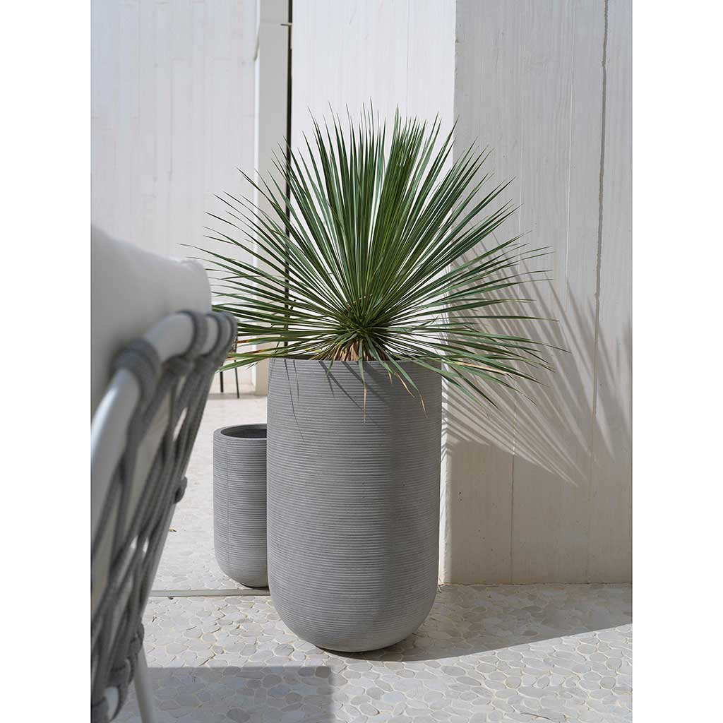 Cody Tall Planter Ridged Dark Grey & Outdoor Palm