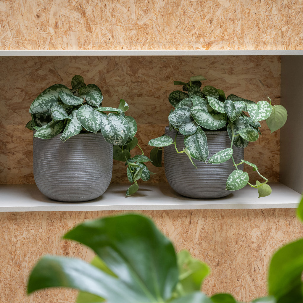 Cody Plant Pot - Ridged Dark Grey & Satin Pothos Shelf
