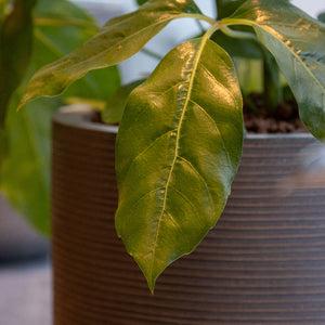 Cody Plant Pot - Ridged Dark Grey & Leaf Close Up