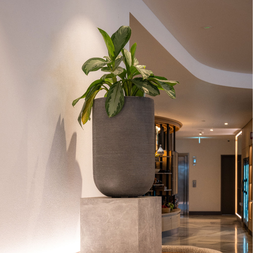 Cody Plant Vase - Ridged Dark Grey & Aglaonema