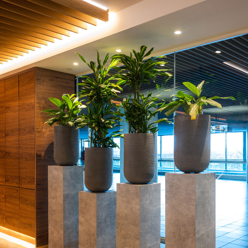 Cody Plant Vase - Ridged Dark Grey Display on Plinths