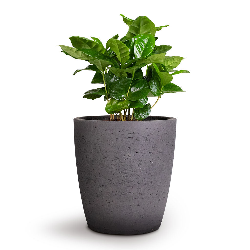 X22;Young Coffee Plant & X28;Coffea Arabica& X29; Growing In A Lush Tropical Highland Shiny Green Leaves Surrounding Forest Vegetation Image383315125 X22;Young Coffee Plant & X28;Coffea Arabica& X29; Growing In A Lush Tropical Highland Shiny Green Leaves Surrounding Forest Vegetation Image383315125