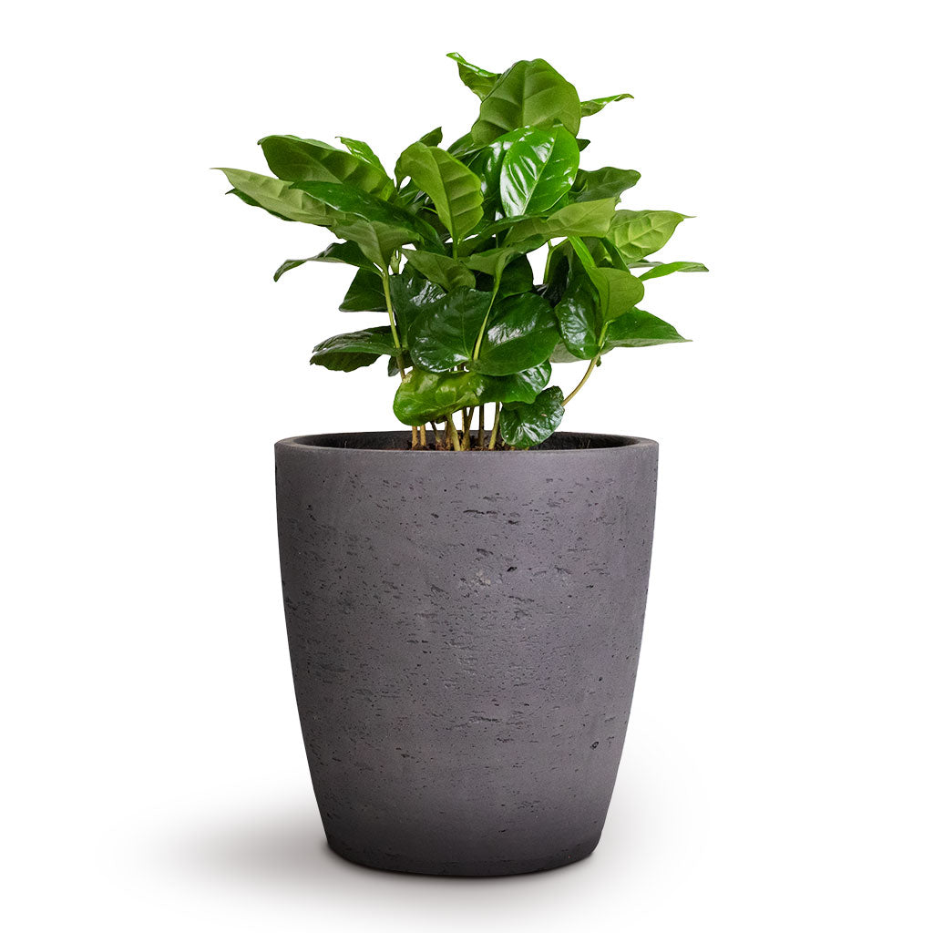 Coffea arabica - Coffee Plant 12 x 35cm Gerben Plant Pot - Black Washed 15 x 16cm