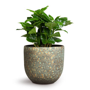 Coffea arabica - Coffee Plant & Rinca Plant Pot - Shiny Green