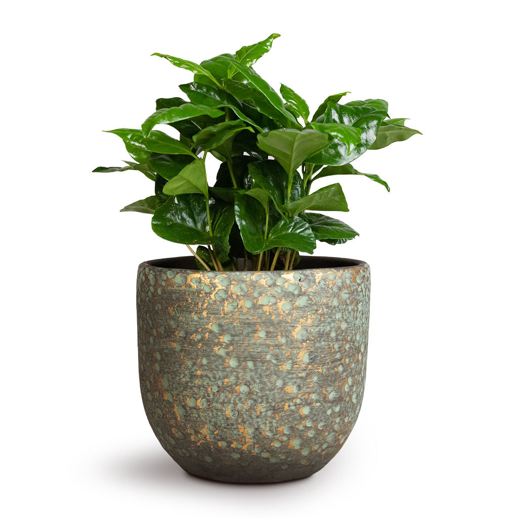 2 Piante Di Caffè Coffee Plant Coffea Arabica - Pianta D'Appartamento Vera Vaso 12cm