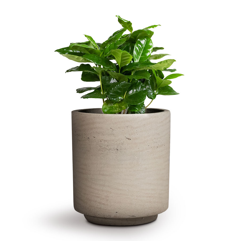 Suzi Plant Pot Grey Washed