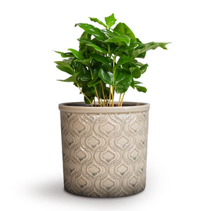 Coffea arabica - Coffee Plant & Venetian Plant Pot - Grey