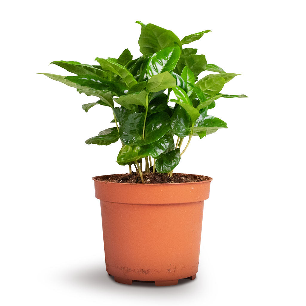the house plant coffee Coffea Arabica Houseplants - Coffee Plants - Quality Plants | Hortology