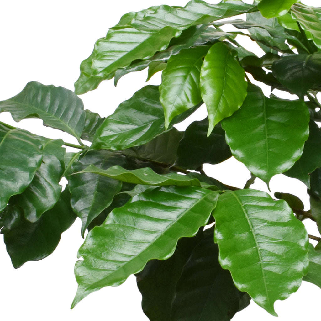 Plant in a Box - Coffea Arabica - Coffee Plant - Set of 2 - Houseplant