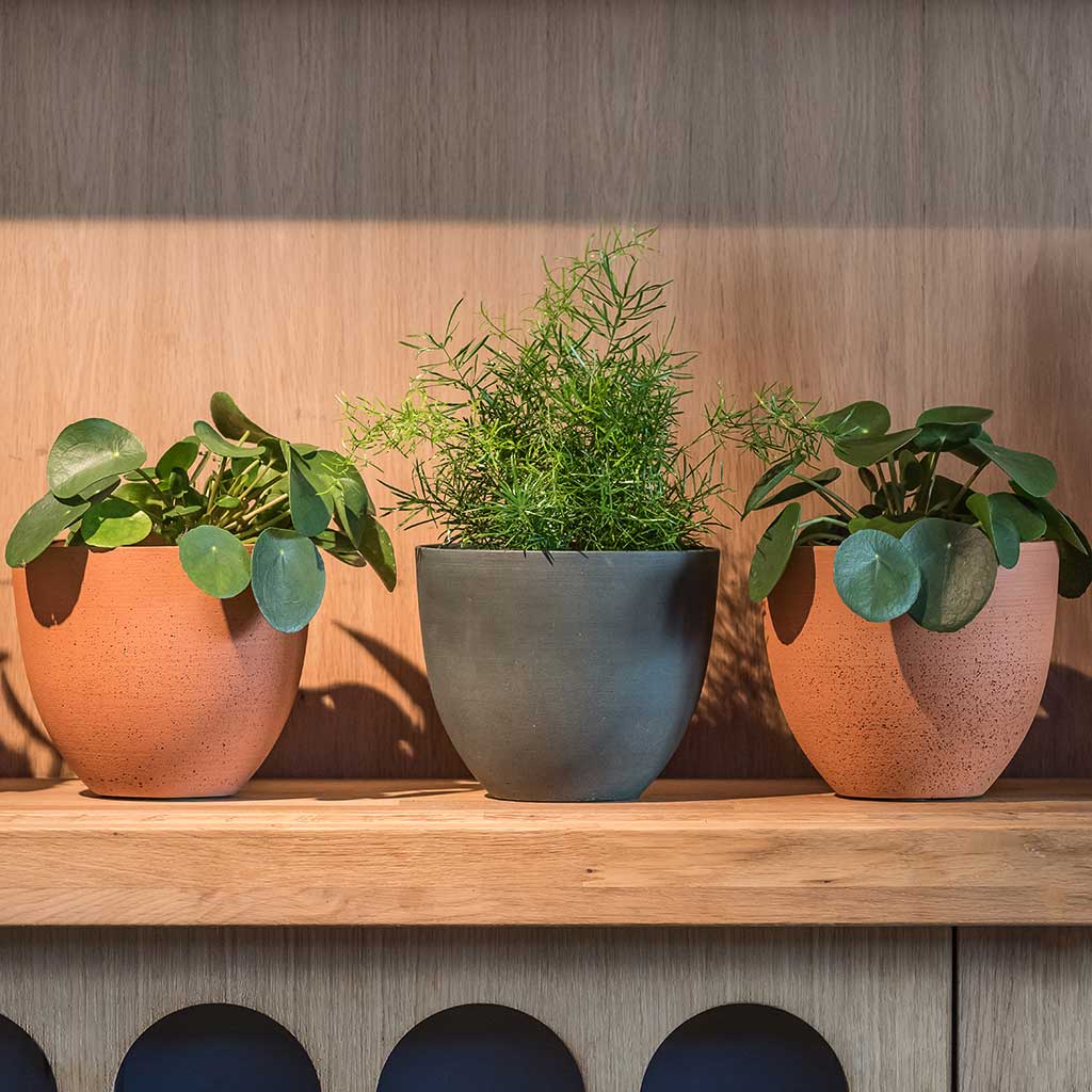 Coral Refined Pine Green & Houseplant