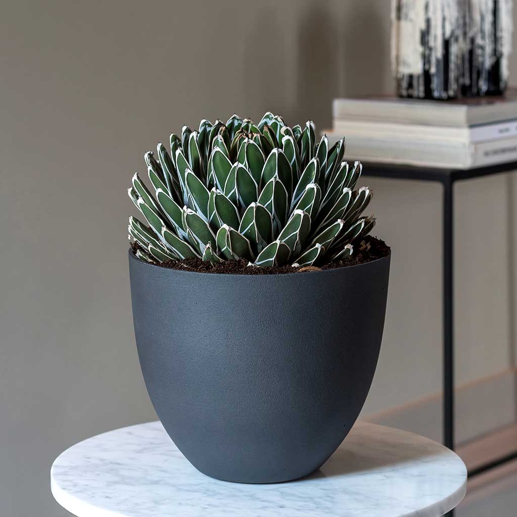 Coral Refined Planter Pine Green  & Agave