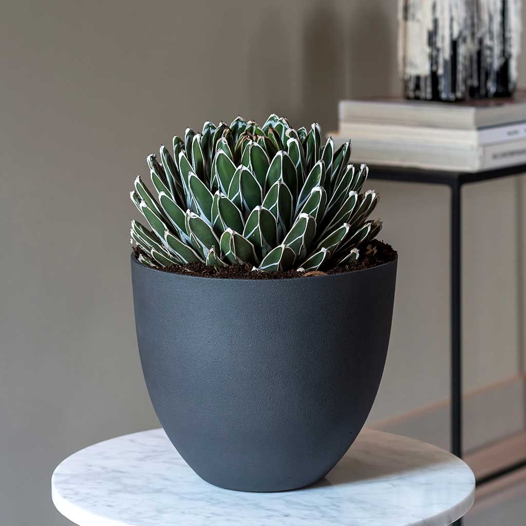 Coral Refined Planter Pine Green