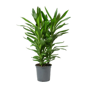 Cordyline fruticosa Glauca - Green Ti Plant - Large