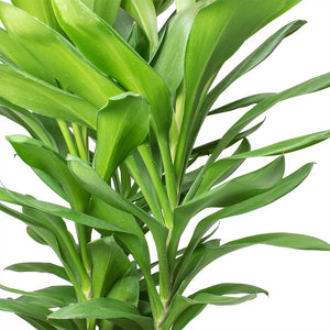 Cordyline fruticosa Glauca - Green Ti Plant stems