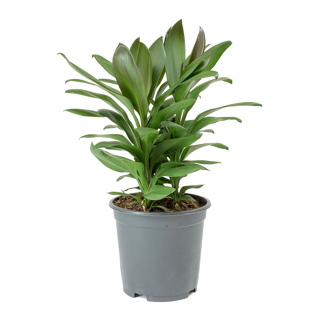 Cordyline fruticosa Glauca - Green Ti Plant 60cm