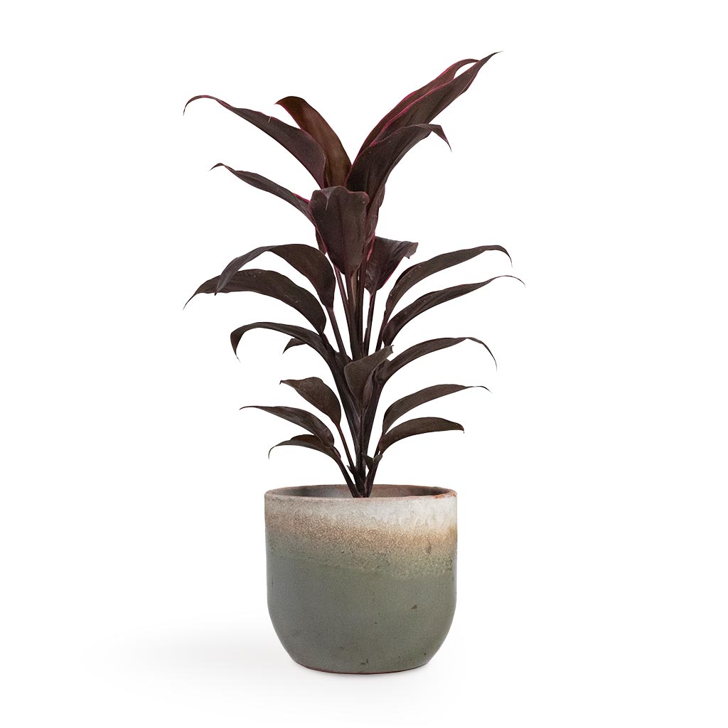 Cordyline fruticosa Mambo - Hawaiian Ti Plant & Tarra Plant Pot Forrest