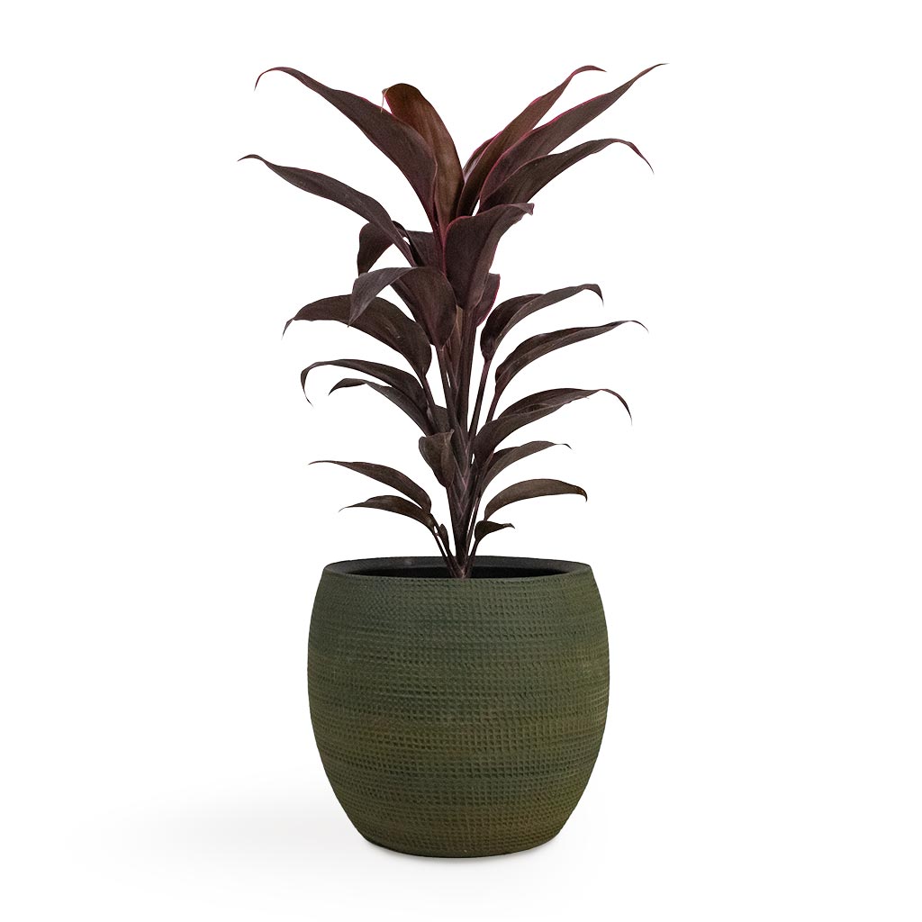 Cordyline fruticosa Mambo - Hawaiian Ti Plant & Dex Plant Pot Forrest