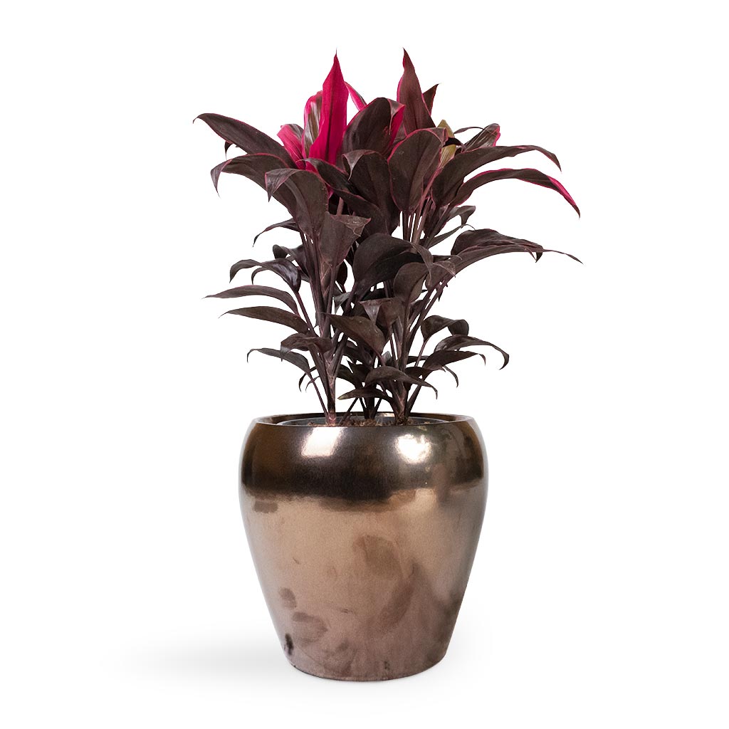 Cordyline fruticosa Mambo - Hawaiian Ti Plant & Amora Plant Pot Black Gold