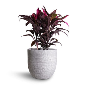 Cas Plant Pot - Cool Grey & Cordyline fruticosa Mambo - Hawaiian Ti Plant