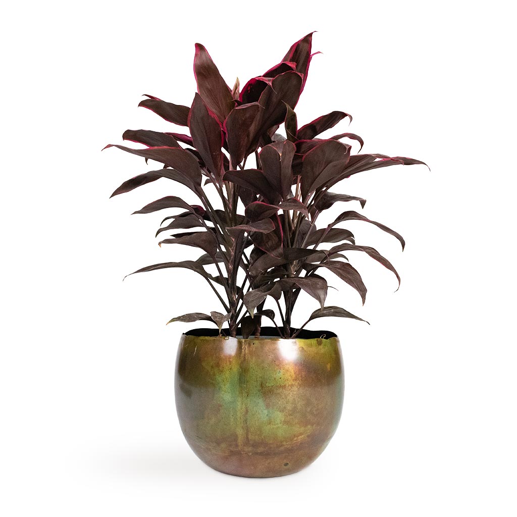 Cordyline fruticosa Mambo - Hawaiian Ti Plant & Ellen Metal Plant Pots - Set of 3 - Vintage Green