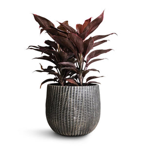 Cordyline fruticosa Mambo - Hawaiian Ti Plant & Feico Plant Pot - Metal Black