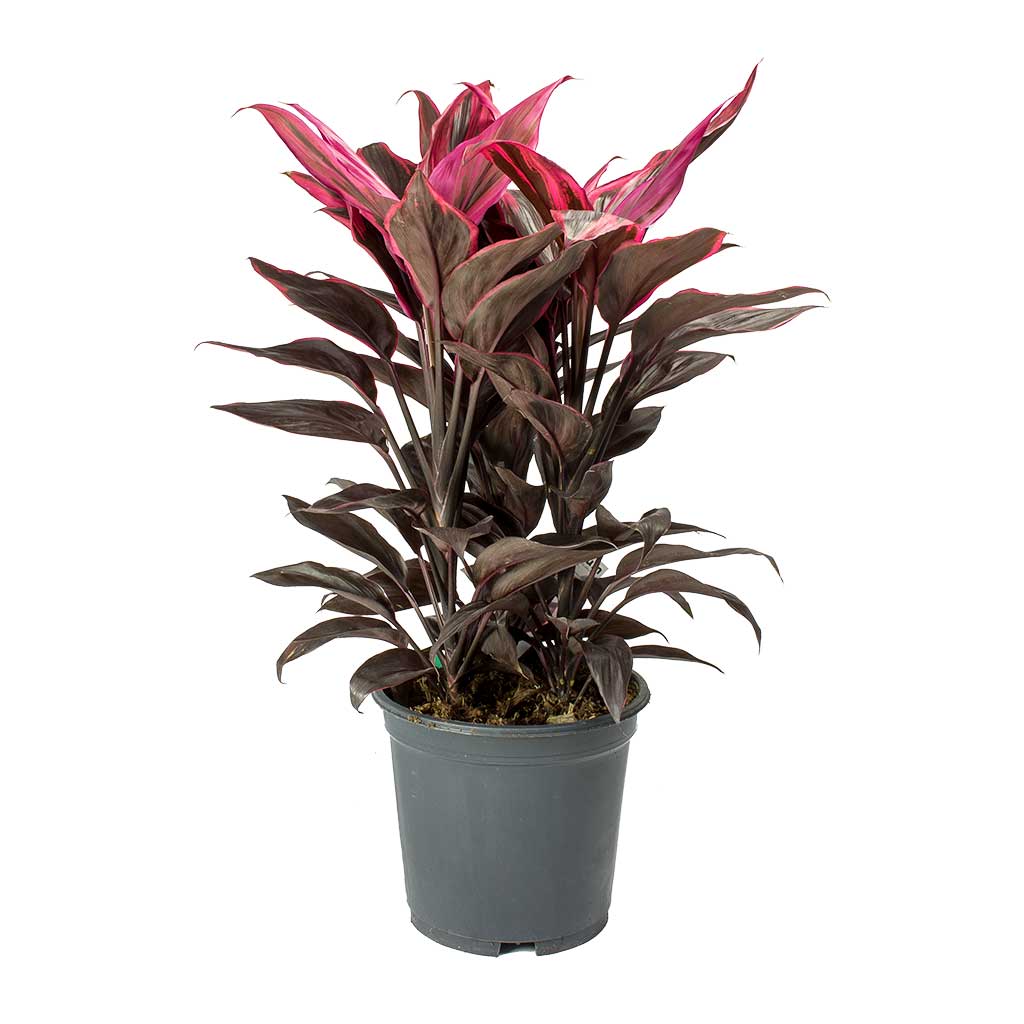 Cordyline fruticosa Mambo - Hawaiian Ti Plant Large