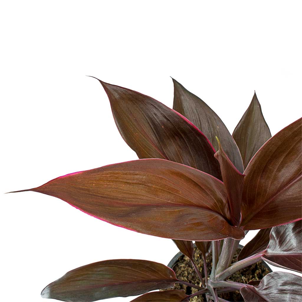 Cordyline fruticosa Mambo - Hawaiian Ti Plant Leaves
