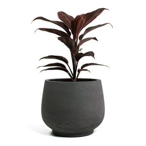 Cordyline fruticosa Mambo Hawaiian Ti Plant with Mini Pixie Plant Pot Black Washed