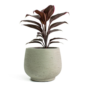 Cordyline fruticosa Mambo Hawaiian Ti Plant with Mini Pixie Plant Pot Grey Washed