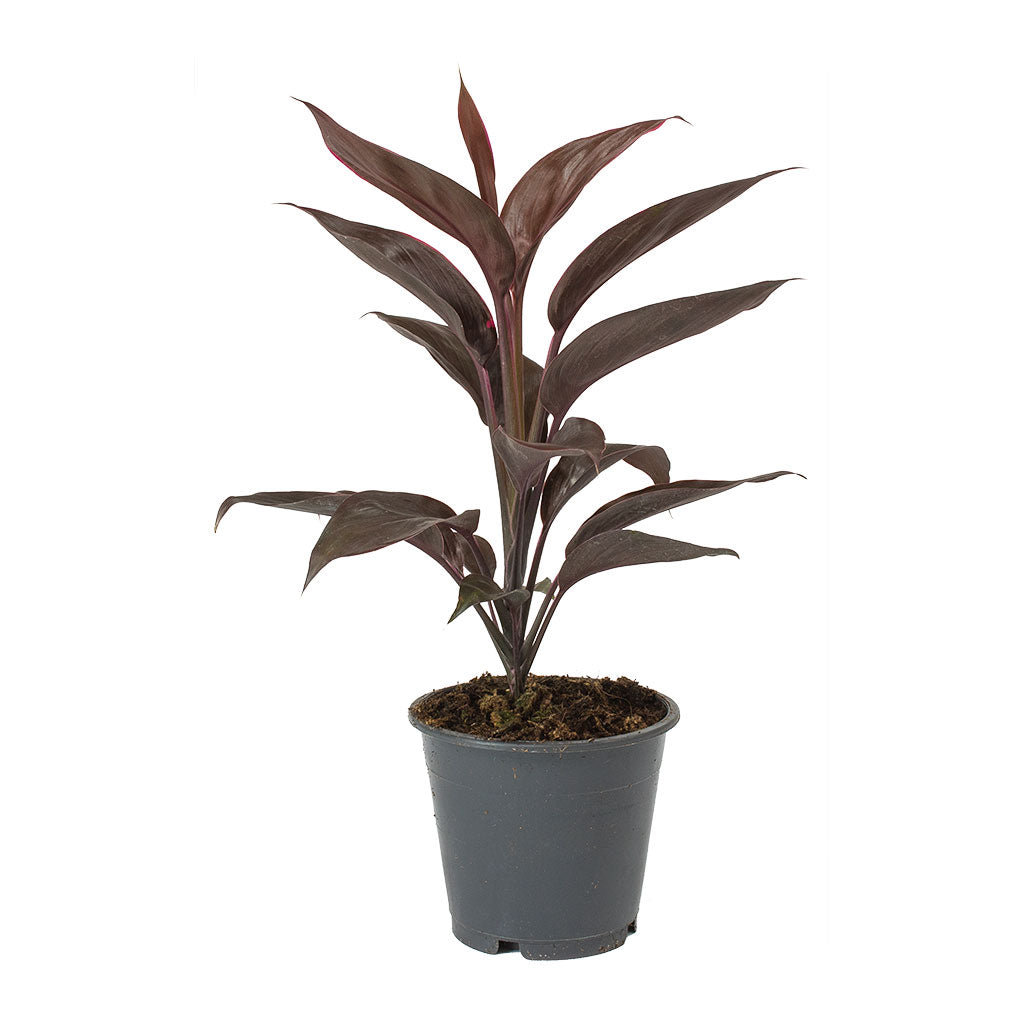 Cordyline fruticosa Mambo - Hawaiian Ti Plant 40cm