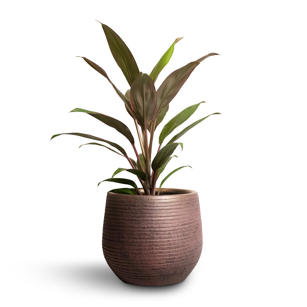 Cordyline fruticosa Rumba - Hawaiian Ti Plant &amp; Lydia Plant Pot