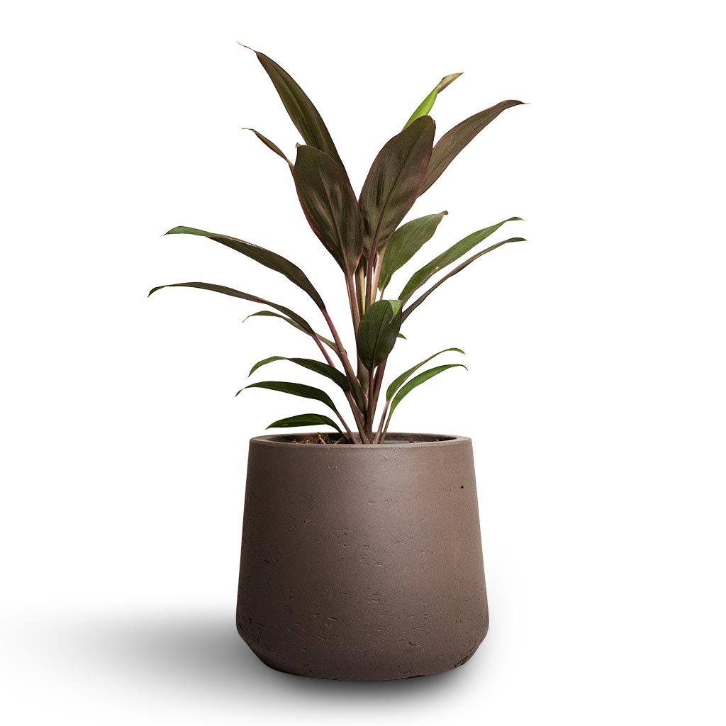 Patt Plant Pot - Ash Brown & Cordyline Rumba