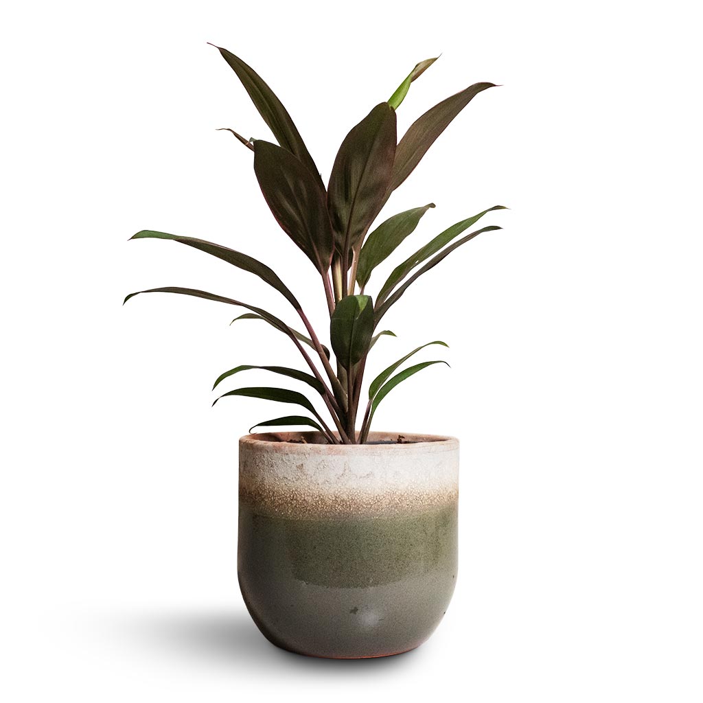 Cordyline fruticosa Rumba - Hawaiian Ti Plant & Tarra Plant Pot Forest