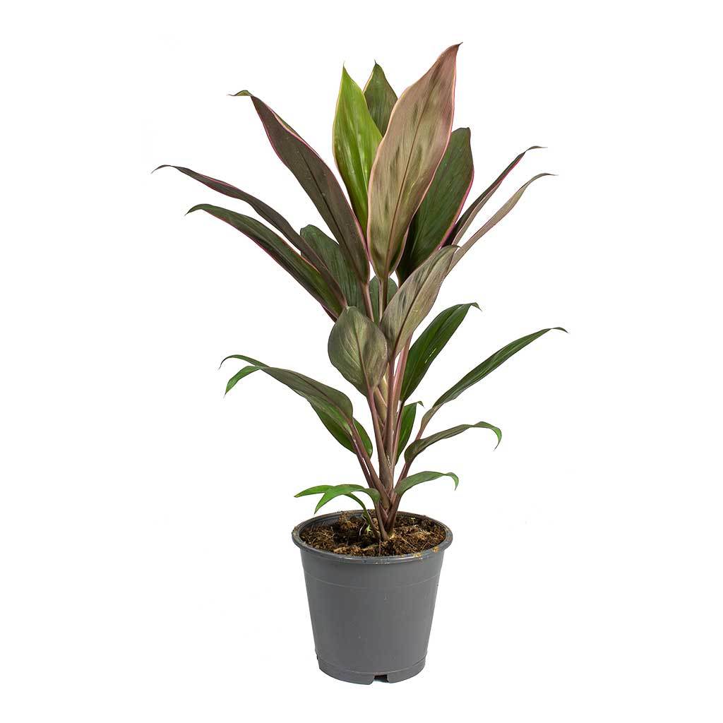 Cordyline fruticosa Rumba - Hawaiian Ti Plant - Small