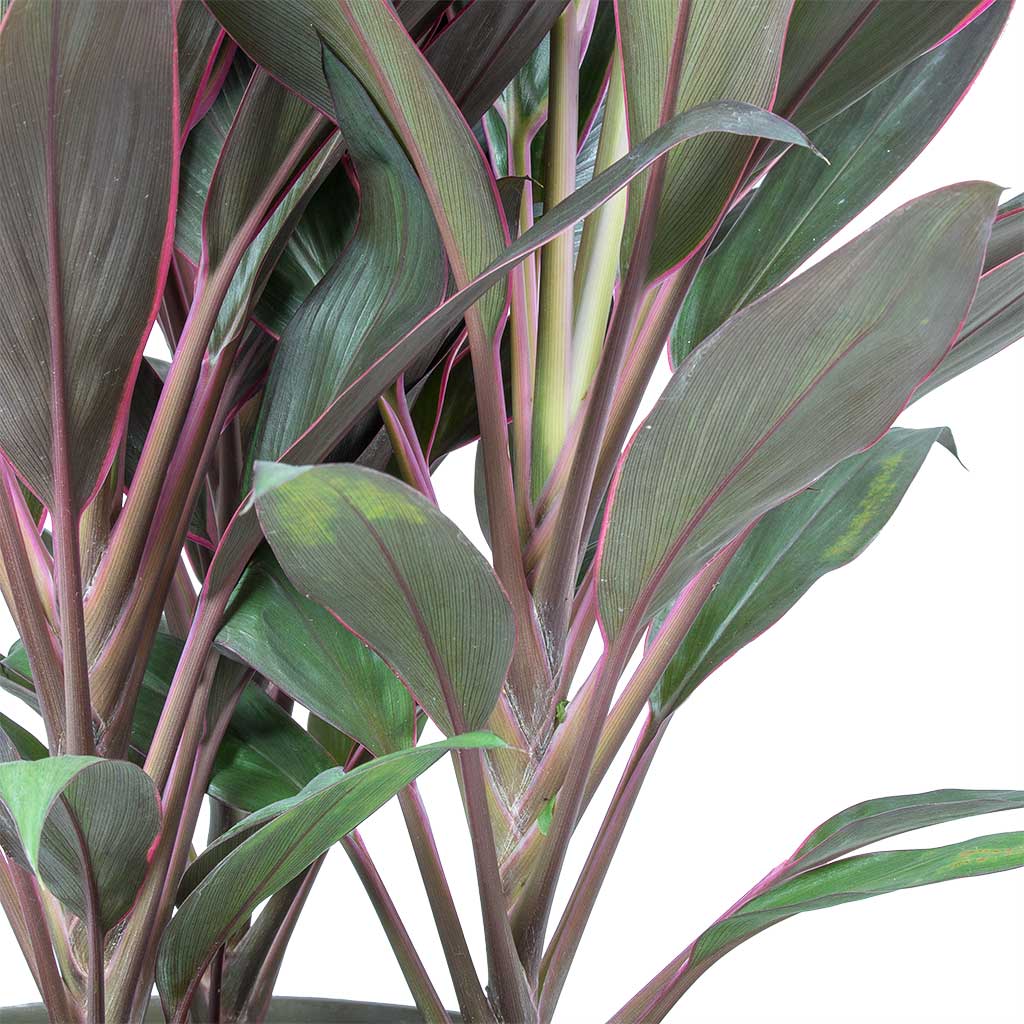 Cordyline fruticosa Rumba - Hawaiian Ti Plant Stems