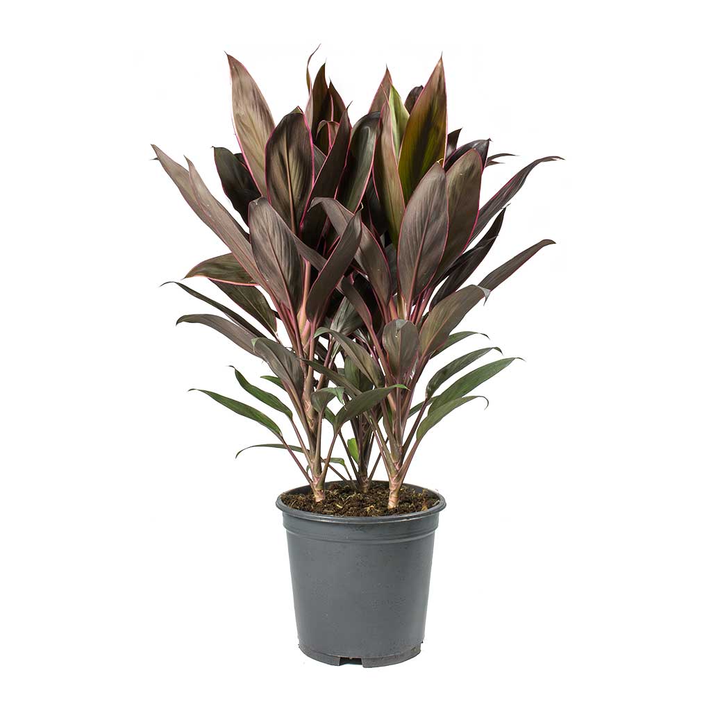 Cordyline fruticosa Rumba - Hawaiian Ti Plant