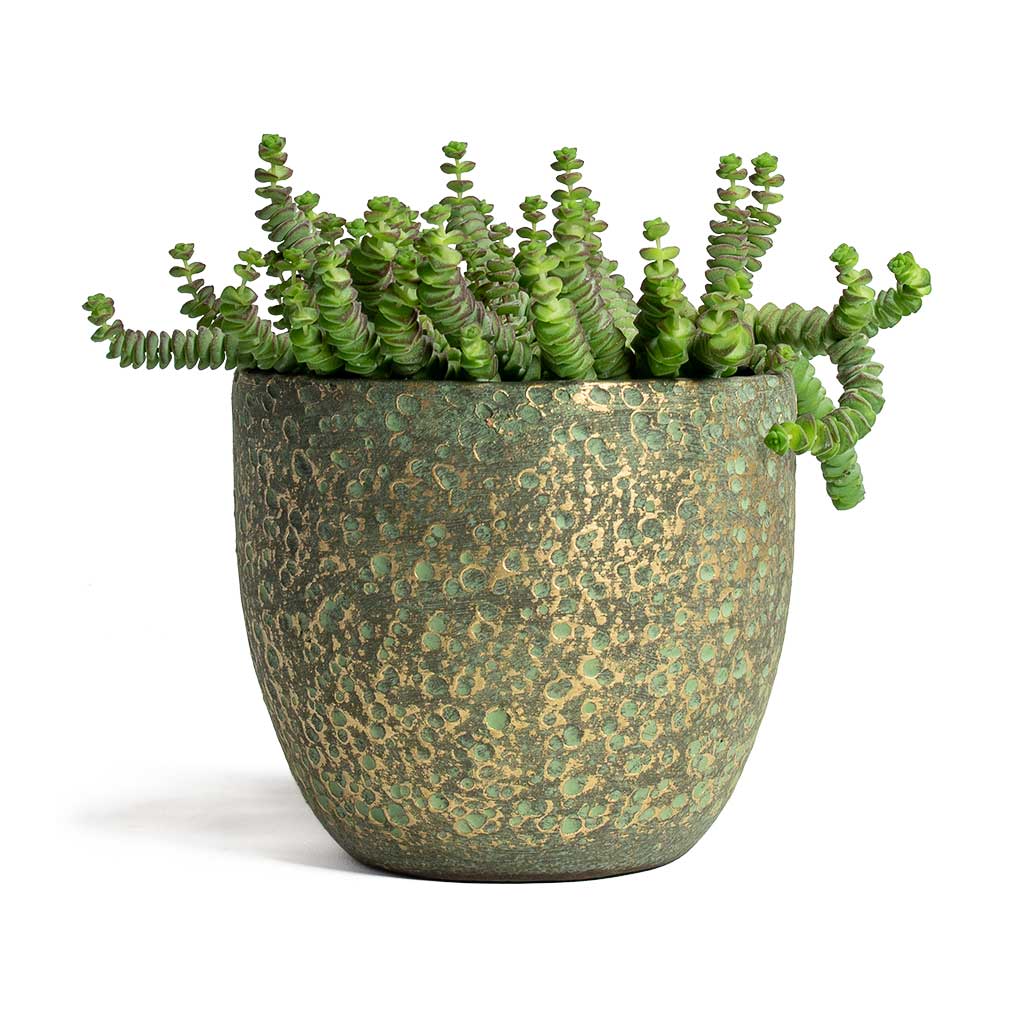 Crassula marneriana Hottentot Jade Necklace & Rinca Plant Pot - Shiny Green