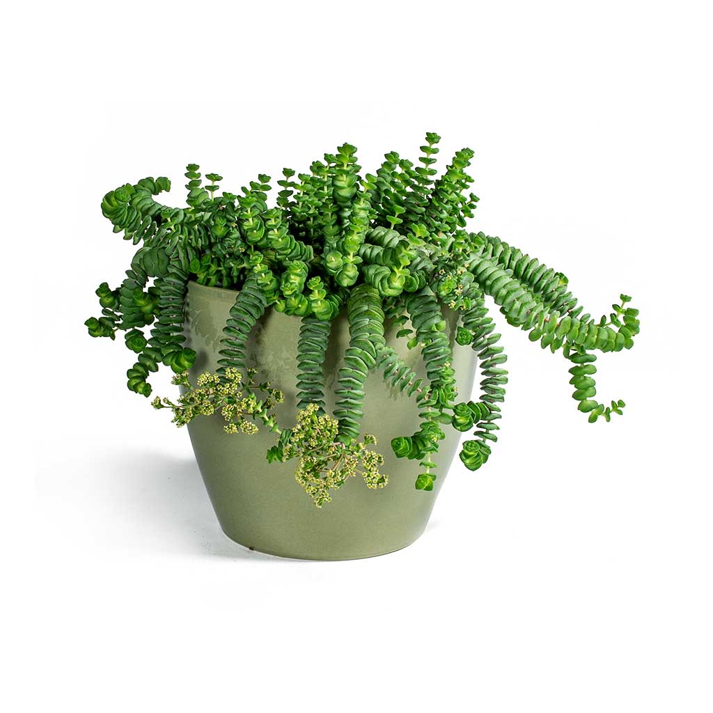 Crassula marneriana Hottentot Jade Necklace & Sven Plant Pot Mint