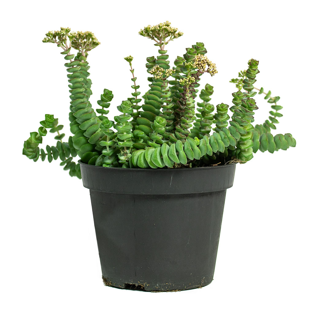 Crassula marneriana Worm Plant Baby Jade Necklace 11cm