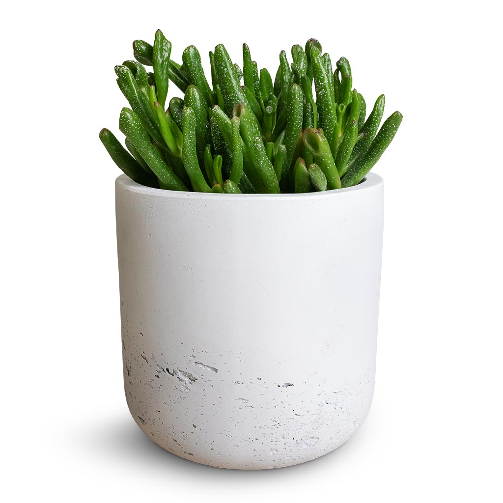 Crassula ovata Gollum - Jade Plant & Charlie Plant Pot - White Washed