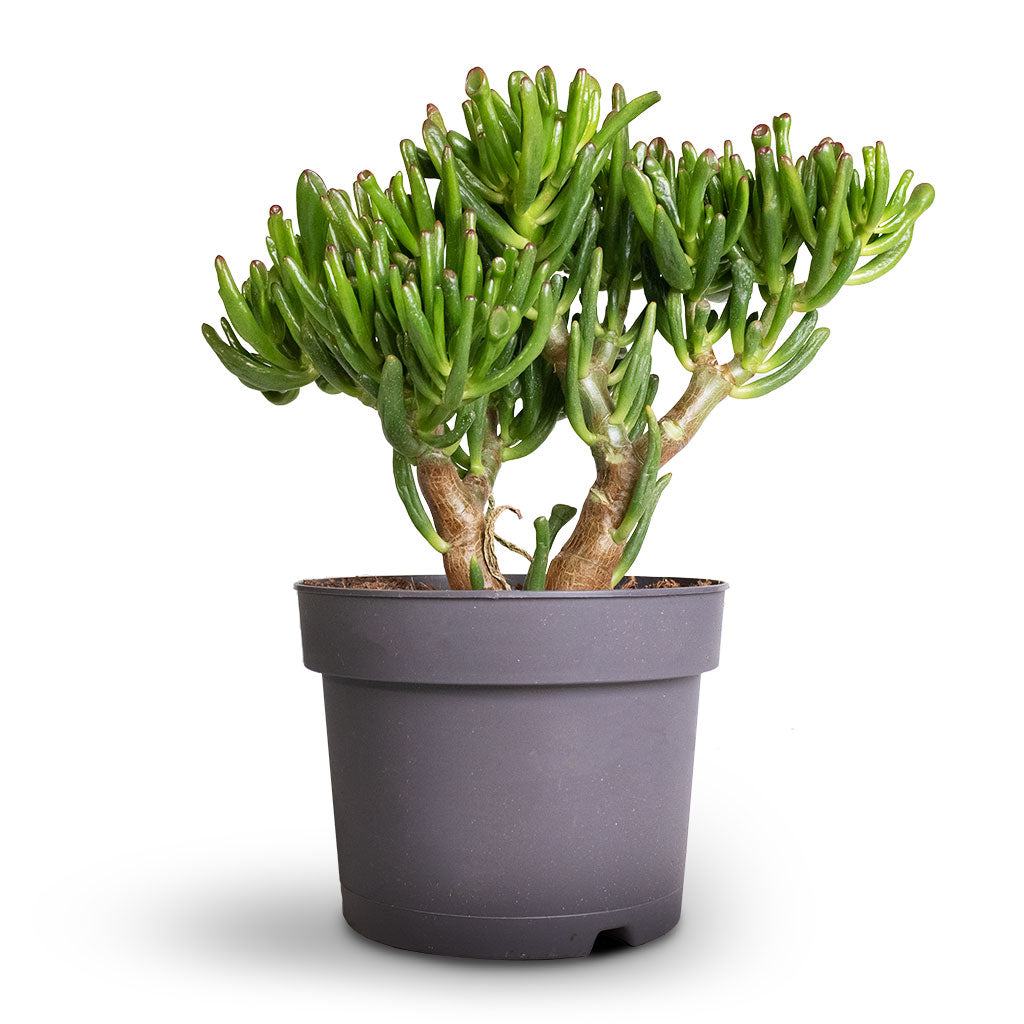 Crassula ovata Gollum - Jade Plant Succulents | Hortology