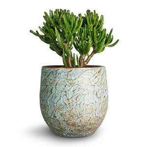 Crassula ovata Gollum - Jade Plant & Evi Plant Pot - Antique Bronze
