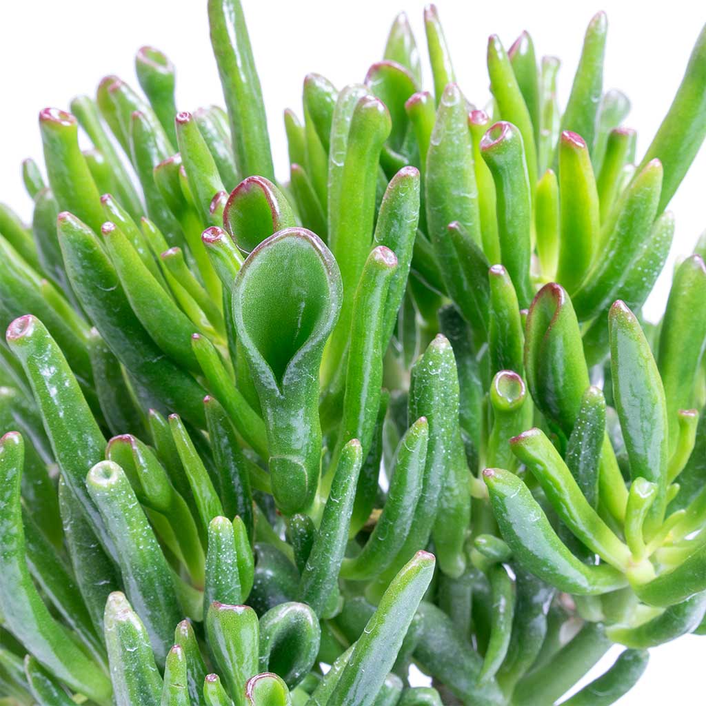 green tube succulent Crassula ovata Gollum - Jade Plant - Succulents | Hortology