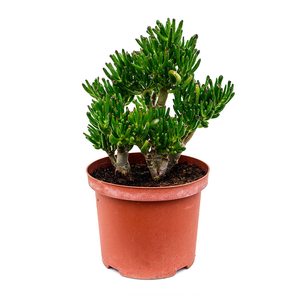 Crassula ovata Horn Tree - Jade Plant 40cm