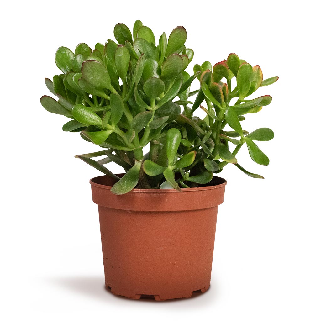 Crassula ovata Succulents - Jade Plant - Money Plant | Hortology ...