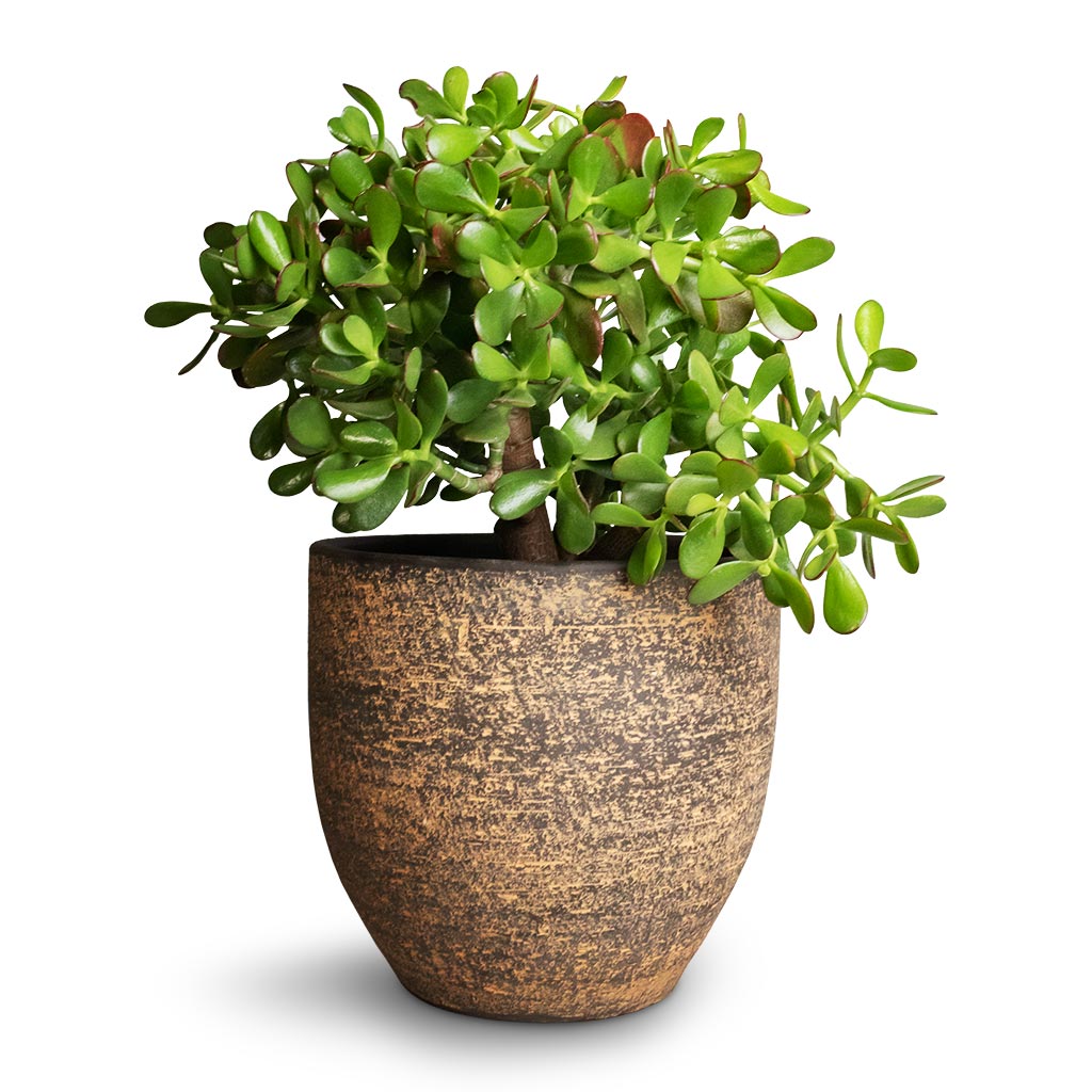 Crassula ovata - Jade Plant & Cas Plant Pot - Sahara