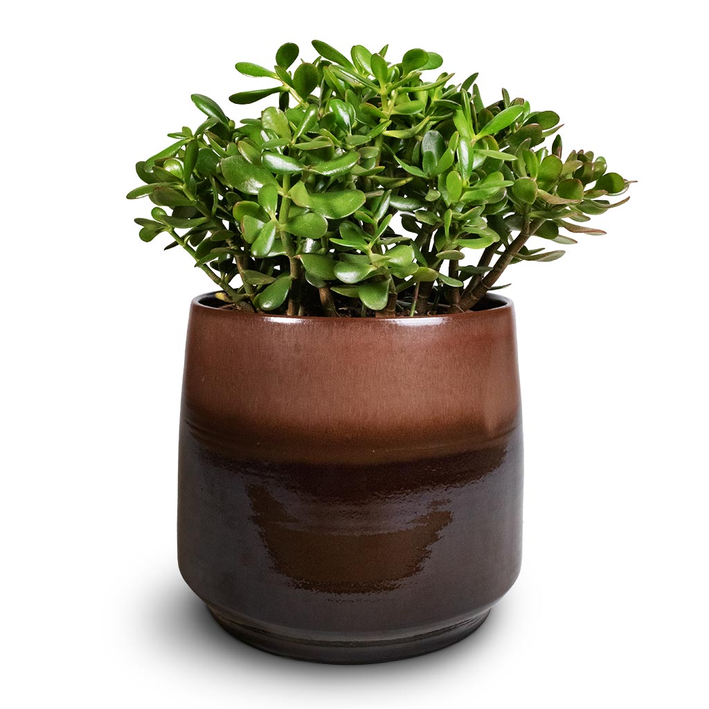 Crassula ovata - Jade Plant & Joah Plant Pot - Truffle