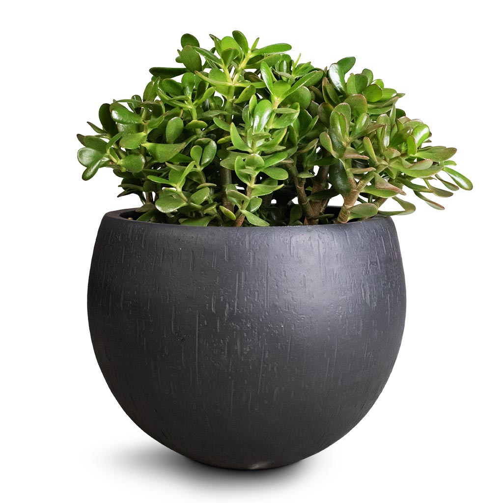 Crassula ovata - Jade Plant & Raindrop Globe Planter - Anthracite