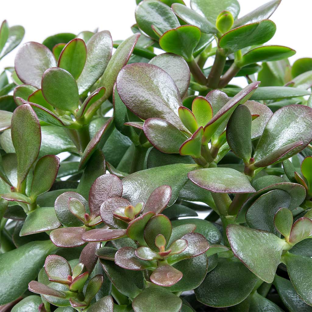 Crassula ovata - Jade Plant Leaves