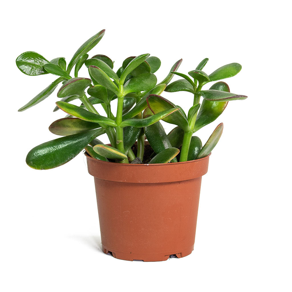 a crassula plant Crassula ovata Sunset - Jade Plant - Succulents | Hortology